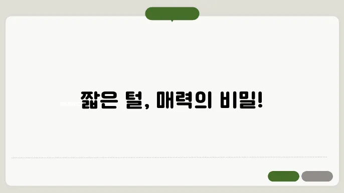 털 짧은 고양이 종류