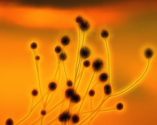 식초 효능 효모균