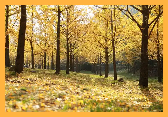 문광저수지 은행나무길