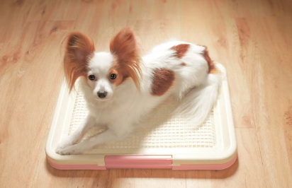 배변패드 강아지