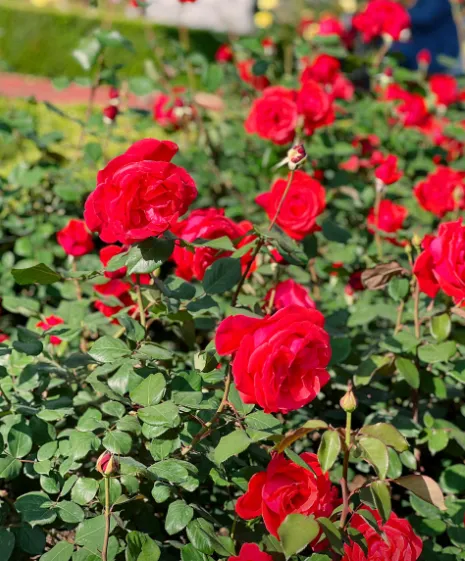  삼척장미축제 일정 