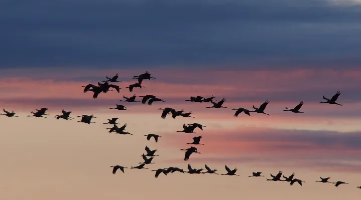 새떼가 하늘을 날고 있는 장면4