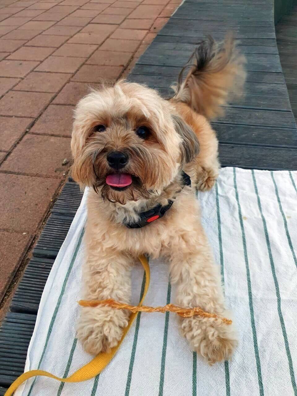 기다려 중인 강아지