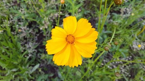 금계국-금계화-꽃차-효능