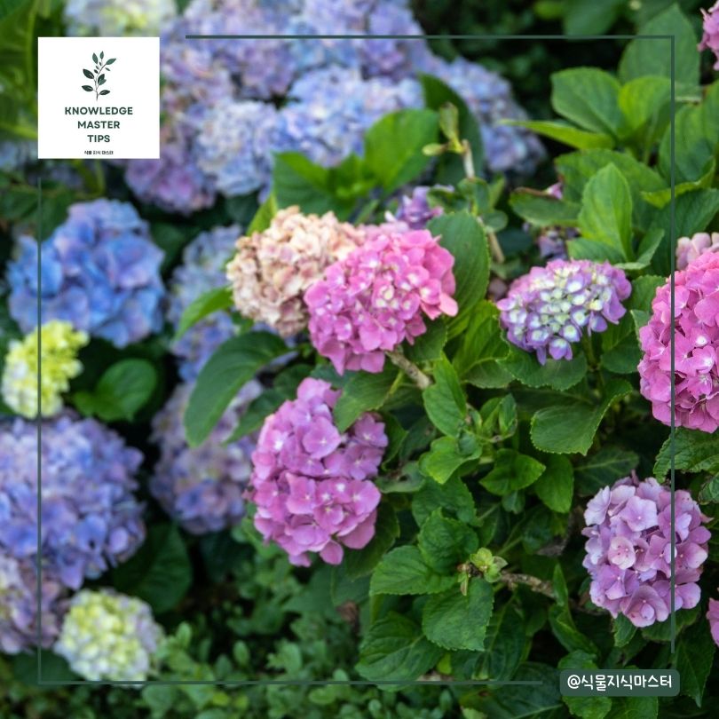 수국 키우기 - 번식 방법
