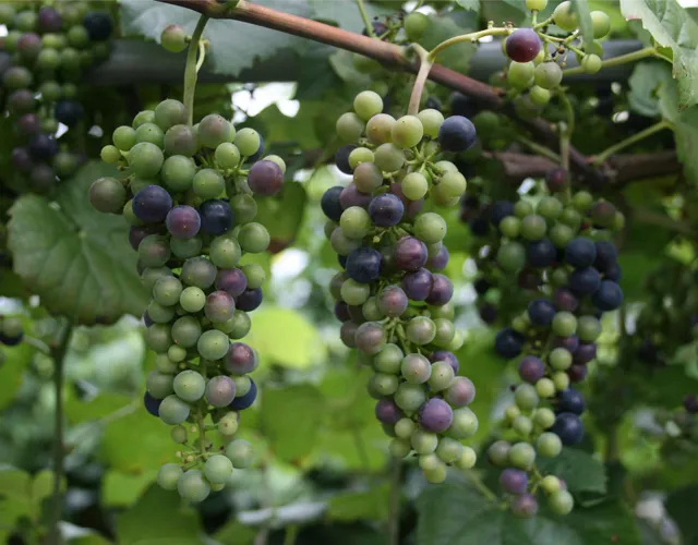 머루 재배 덩굴 유인 전정 관리 당도 올리기_5