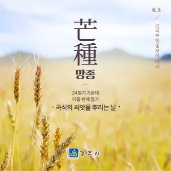 망종 절기 망종의 뜻 전통음식 매실청 담그기_5