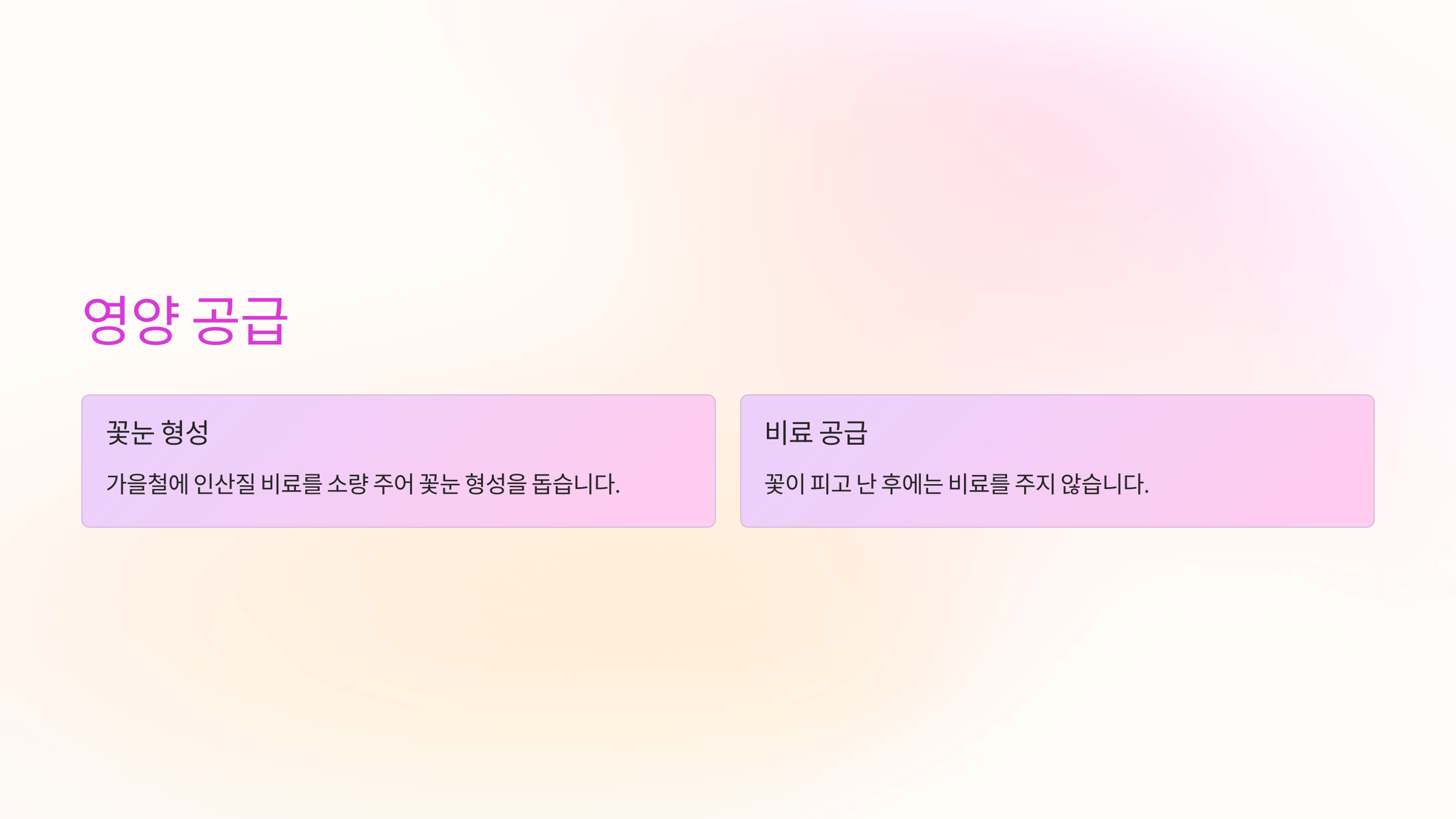 크리스마스 선인장 사진입니다.