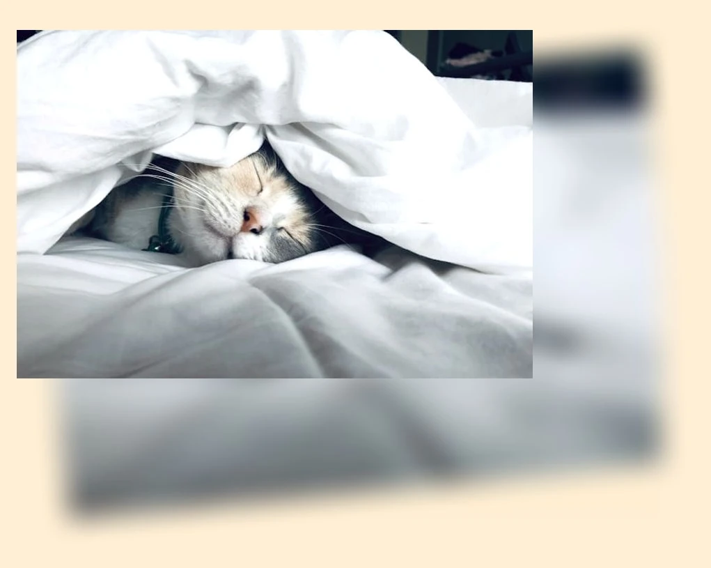 고양이 감정 이해_1_subsection