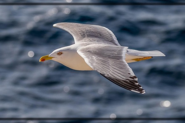 지구가 아파요. 14 극지조류 북극바다갈매기