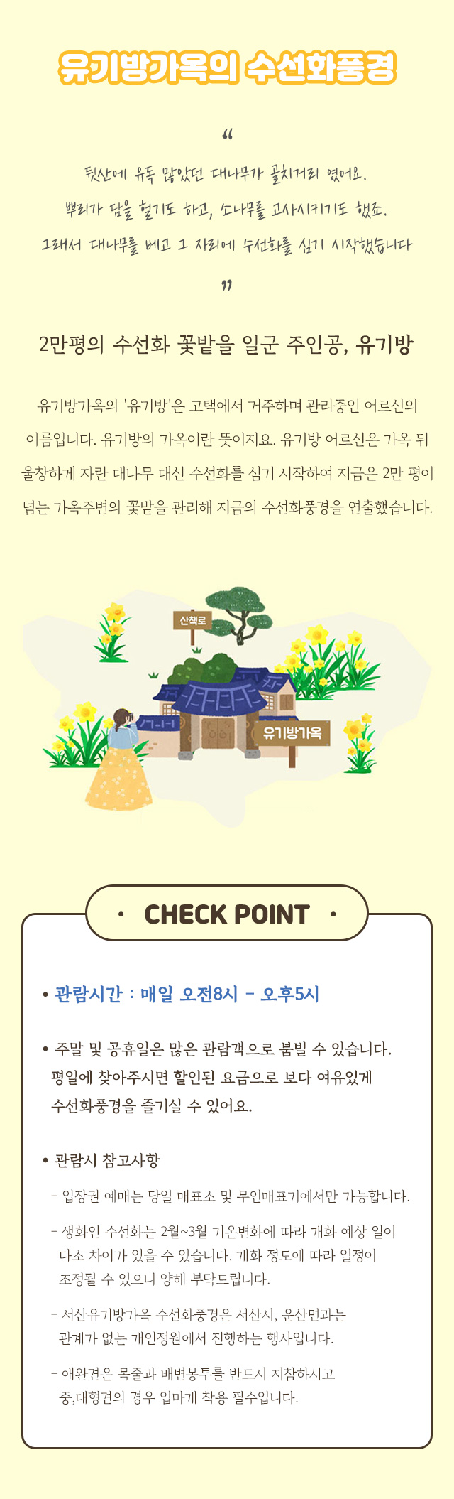 서산 유기방가옥 수선화축제 개화 상황