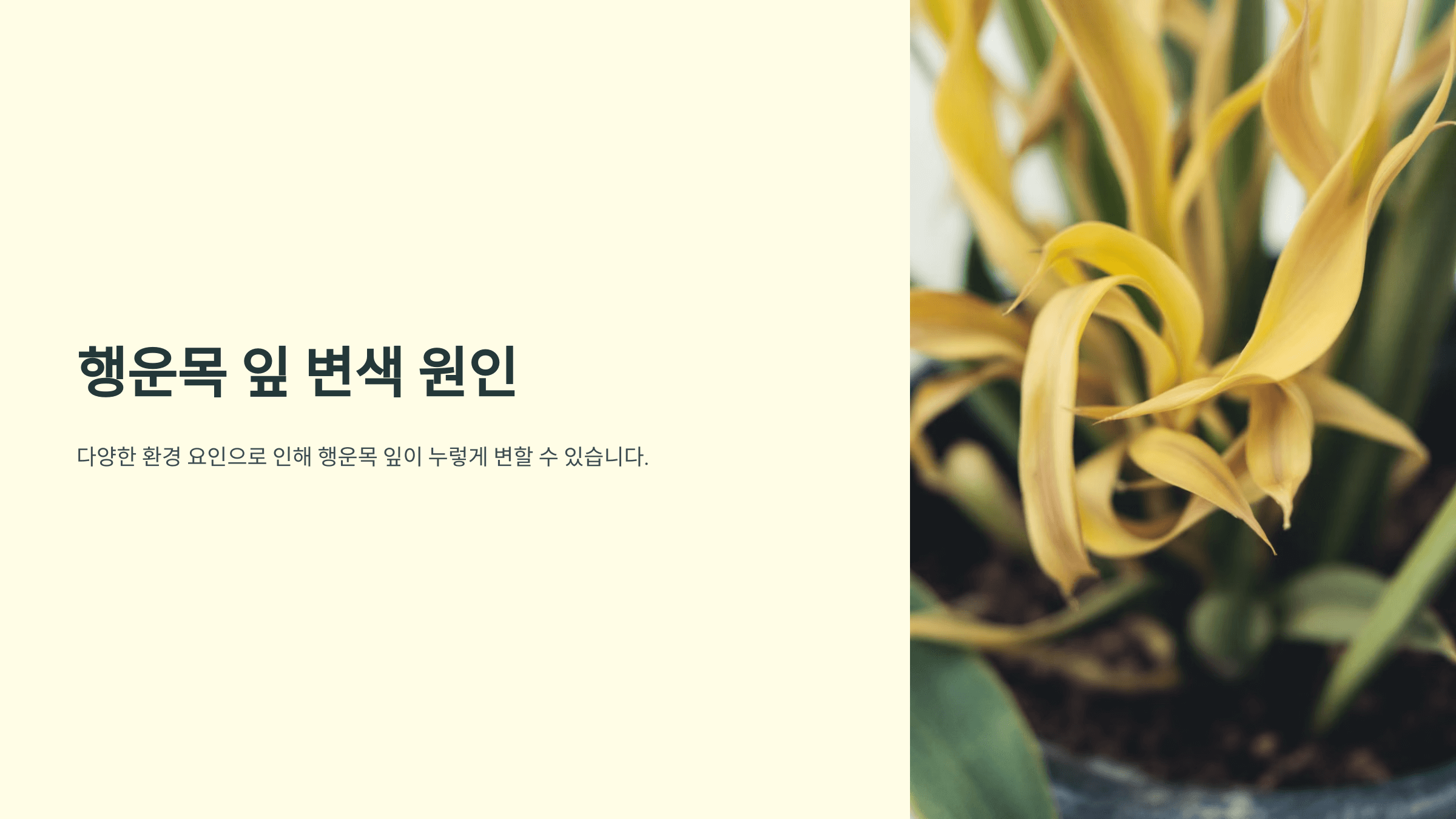 행운목과 관련된 사진입니다.