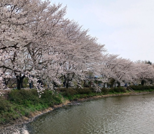 생생정보 택시맛객 오백 년 역사의 숨결 따라 떠나는 당진 여행 기지시줄다리기축제·골정저수지·민영이네횟집
