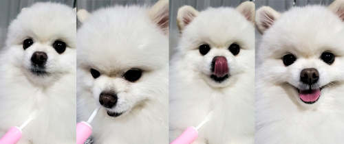 양치질 하면서 좋아하는 나의 강아지 구름