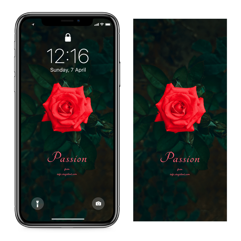 03 빨간장미 C - Passion 아이폰꽃배경화면