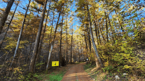 [명품숲길 50선 가을단풍 산행 ②] 소리향기길 &amp; 명언읽고가길 : 가평 강씨봉자연휴양림의 가을 산책길