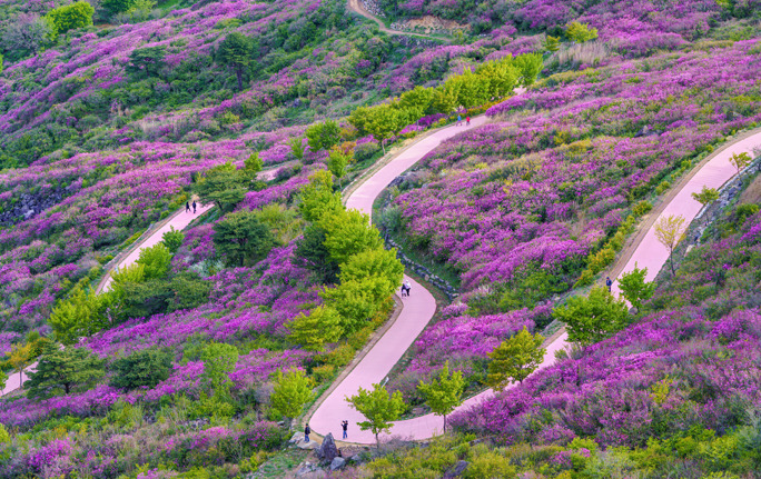 산청 황매산 철쭉꽃