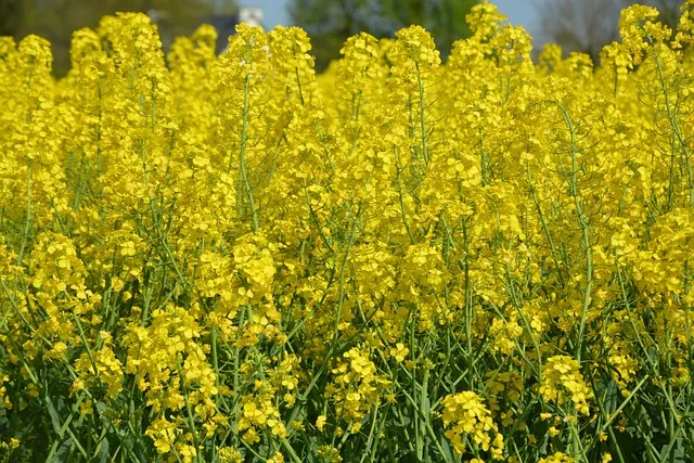 유채 재배 가을 파종 겨울 보온 봄 개화_6