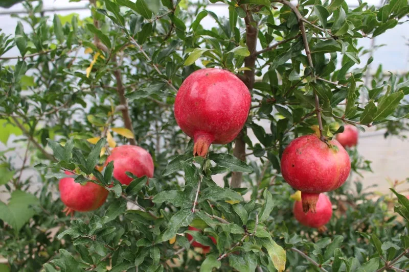 석류 재배 전정 요령 착과 관리 고온 피해 예방_1