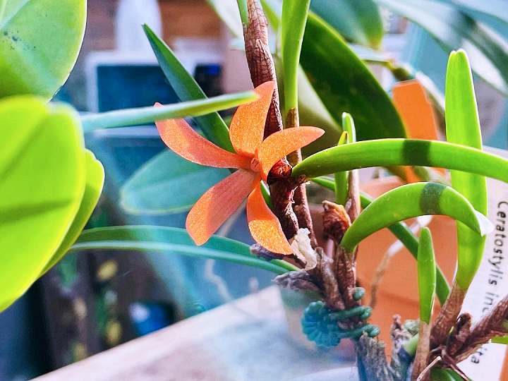 생방송오늘저녁 희귀 난초 온실 농원 경기 김포 체험농장 가든 카페 추천