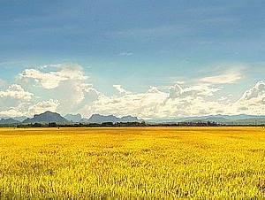 쌀로 만든 미음은 소화에 좋은 음식입니다.