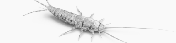 좀벌레 원인: 다양한 이유