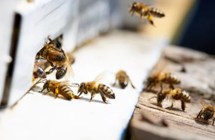 프로폴리스 효능 부작용