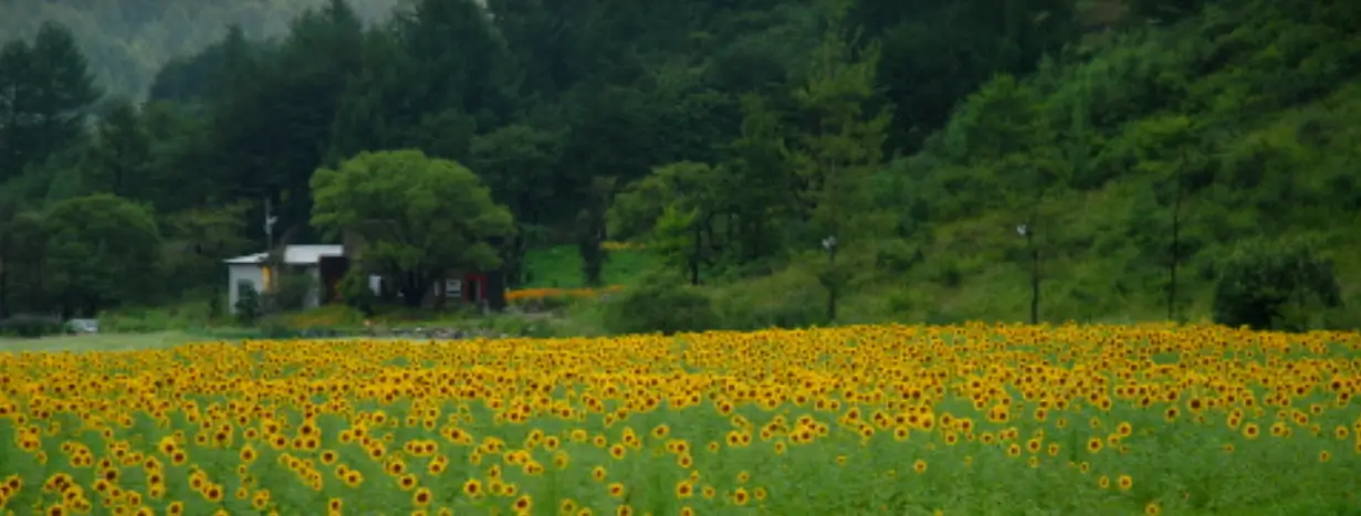 태백시 해바라기 축제