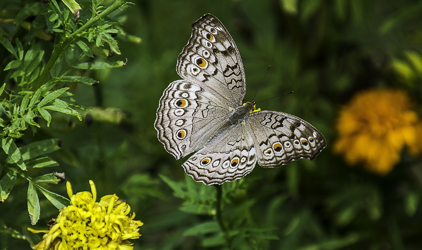 세계적인 꽃 축제