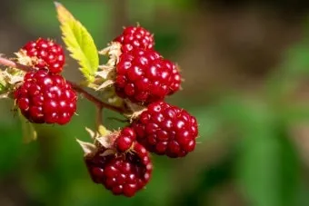 라즈베리 재배 지주 설치 가지 전정 순 지르기_6