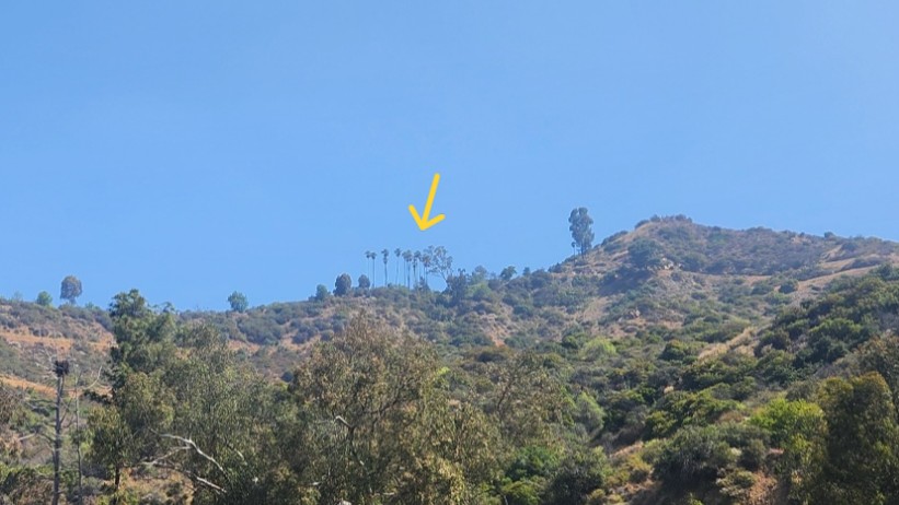 팜트리 표시 화살표 해놓은 이미지