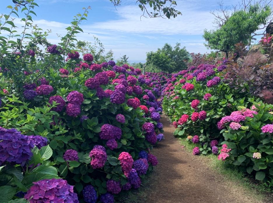 마노르블랑 수국3