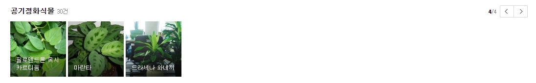 스파티필름과 아레카야자 공기 정화 능력