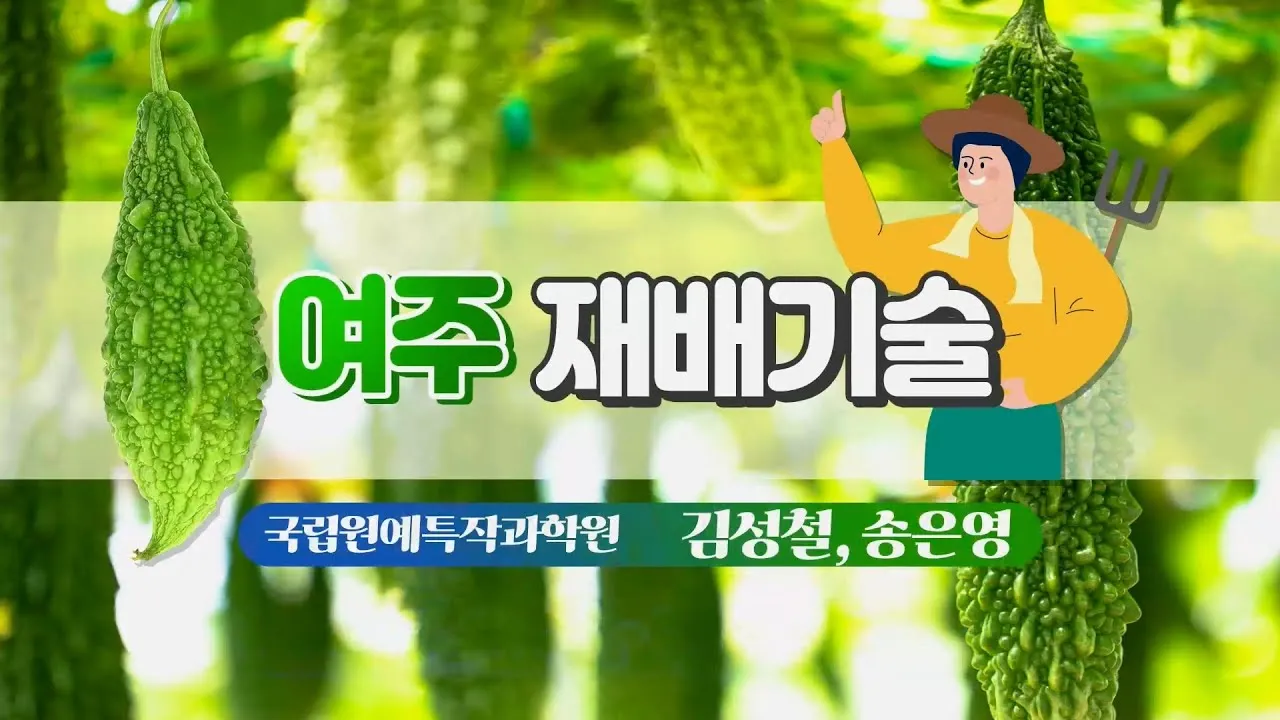 여주 재배 그늘 관리 수분 공급 여름 고온 대책_7