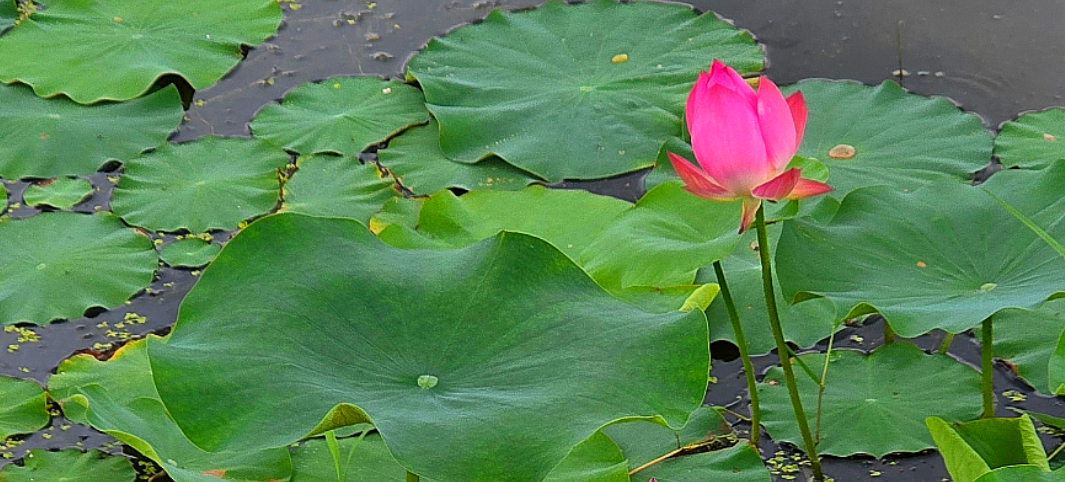 시흥 관곡지 연꽃테마파크