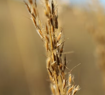 카무트 효소 효능 및 먹는법 총정리