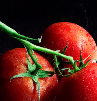 토마토 효능 부작용 고르는법 칼로리