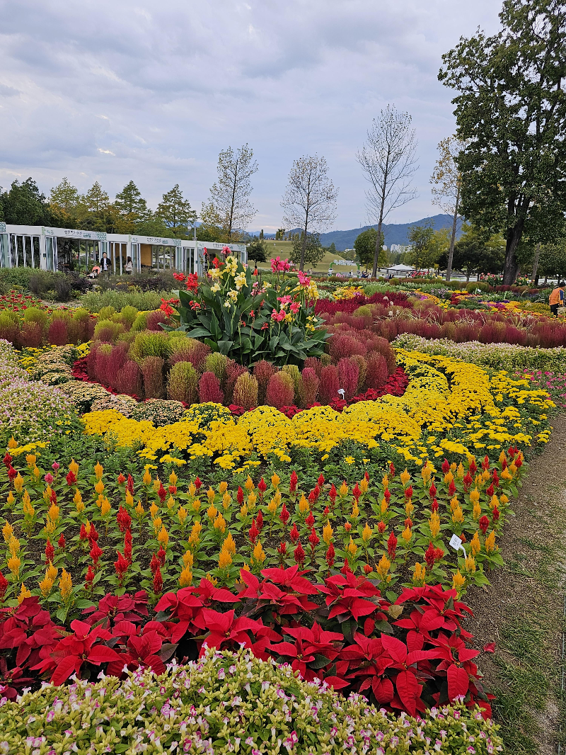 순천만 국가정원 박람회 1억송이 국화의 향연