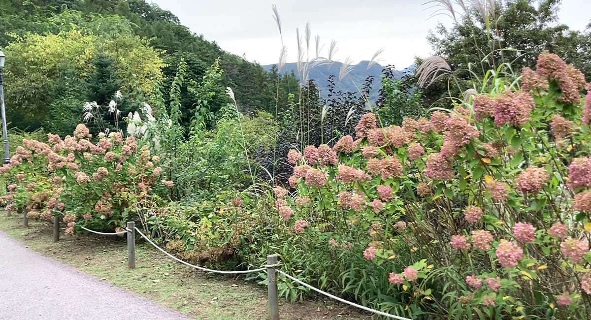 제이드 가든 내에 수국 풍경