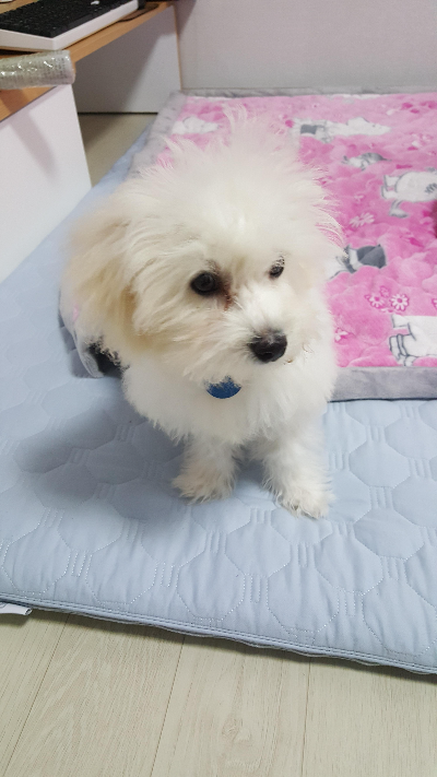 강아지가 먹어도 되는 음식과 피해야 할 음식