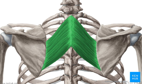 Rhomboids