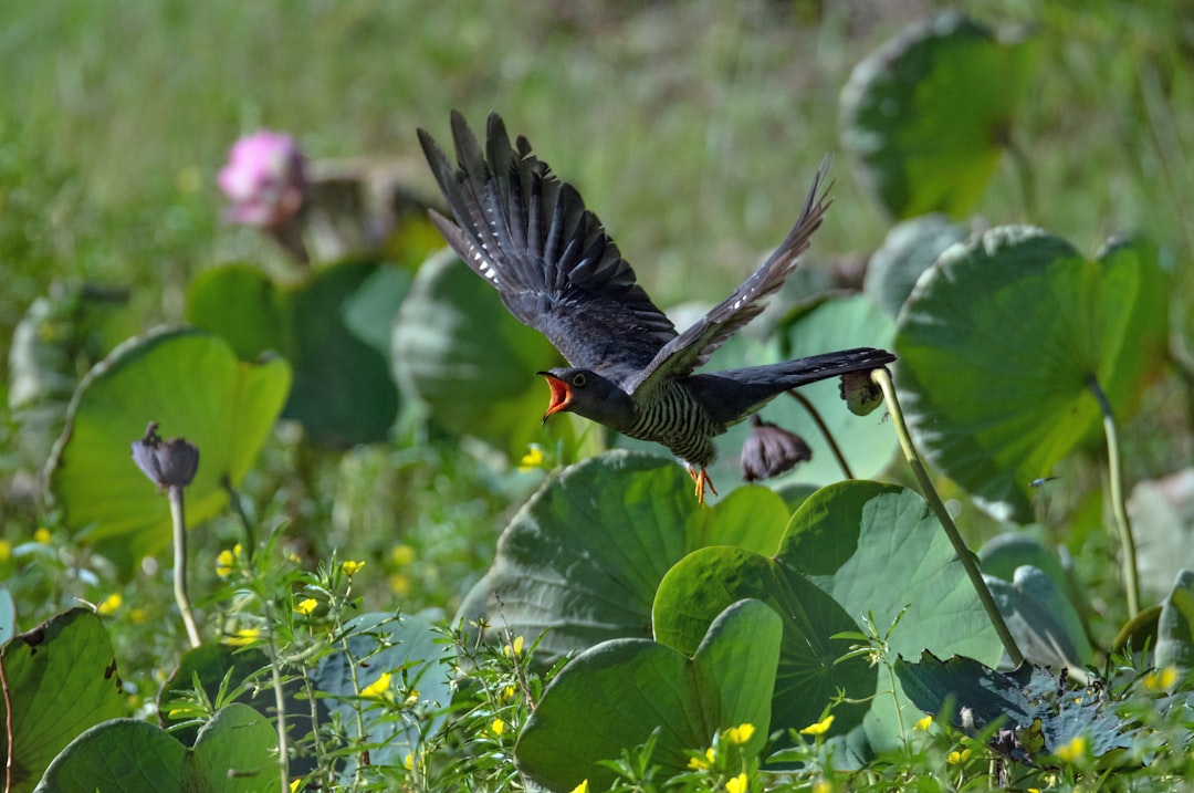 Cuckoo