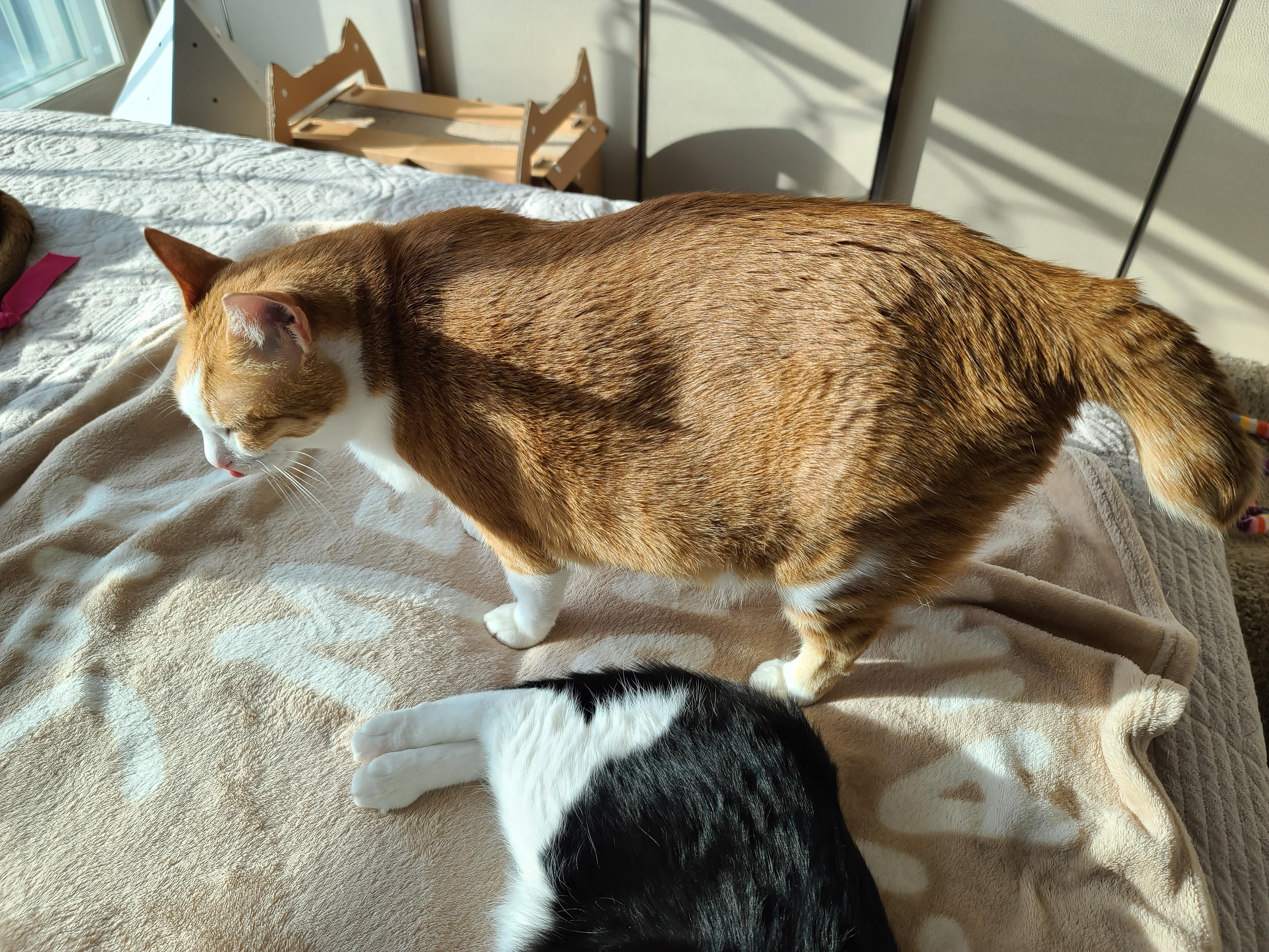 새해첫날고양이호야