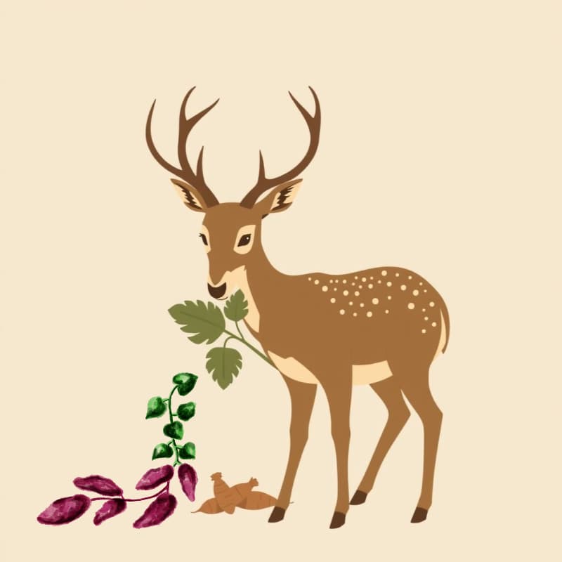 실제 농가에서 쓰는 효과적인 고라니 대처법을 정리해드립니다.