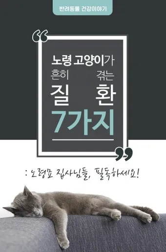 노령 고양이 필수 관리법 4가지 건강 지키기_13