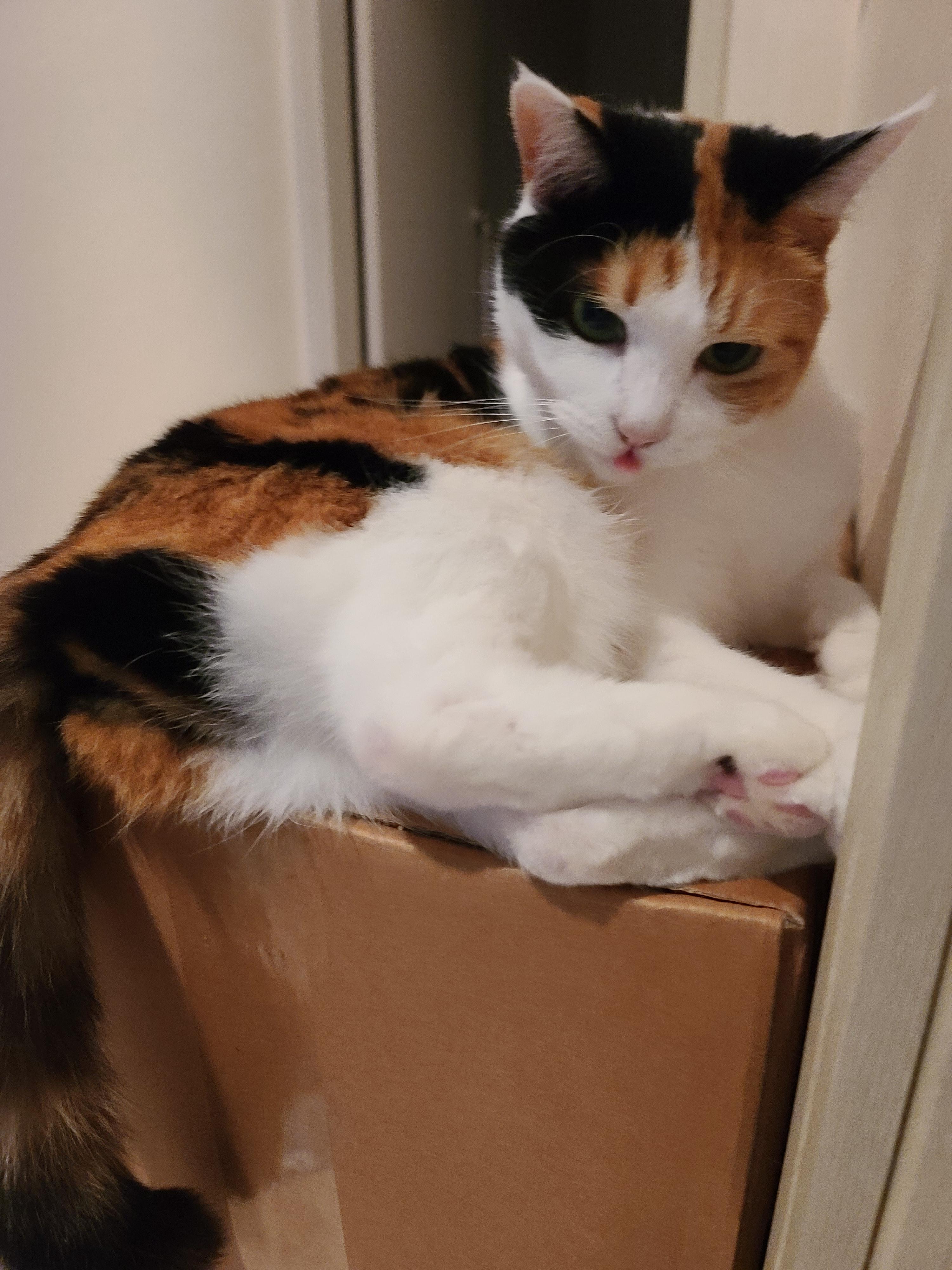 꼬리로 대답하는 고양이 요미.(feat.고양이 꼬리언어 몇가지)