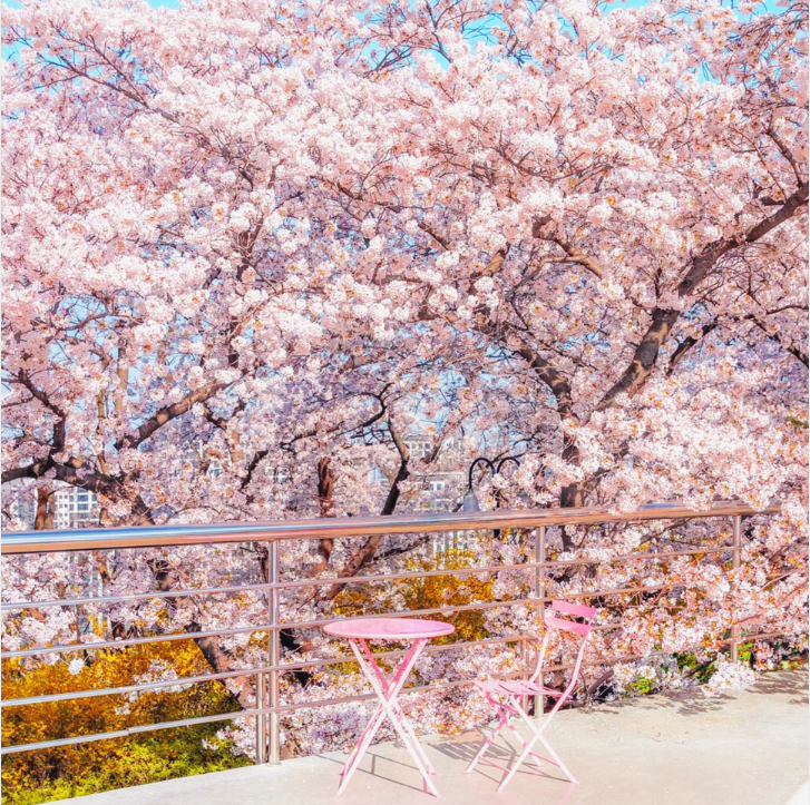 이월드 블라썸 피크닉과 관련된 사진