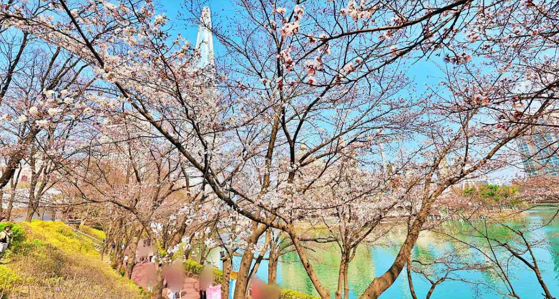 석촌호수 벚꽃축제 일정·기간·야경·주차·가는길
