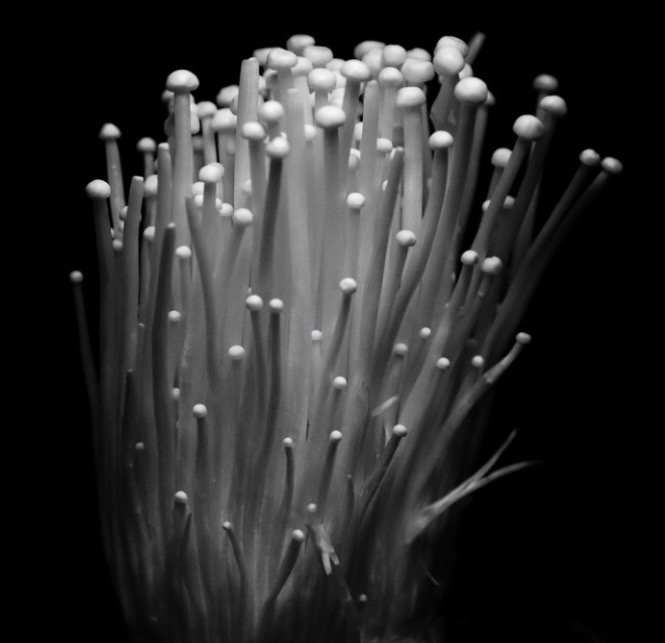 How to Maximize Nutrient Absorption from Enoki Mushrooms image