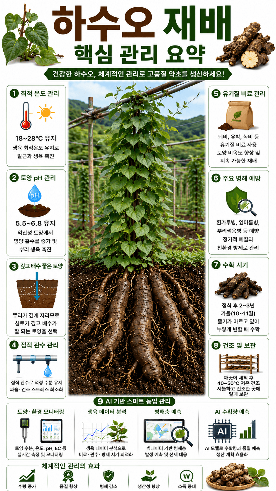 하수오 인포그래픽
